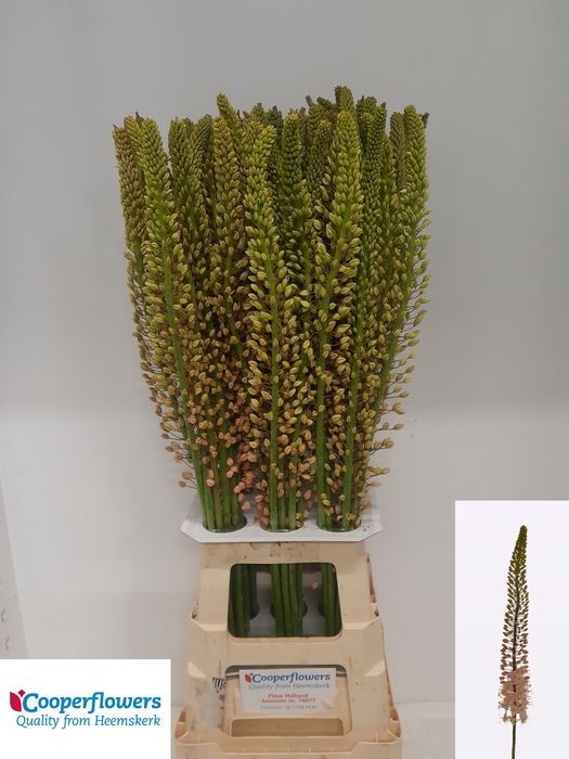 <h4>EREMURUS ROMANCE</h4>