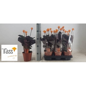 CALAT CROCATA