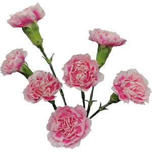 DIAN.TR. Royal Tessino