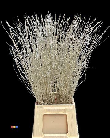 Betula / Berkentak Platina