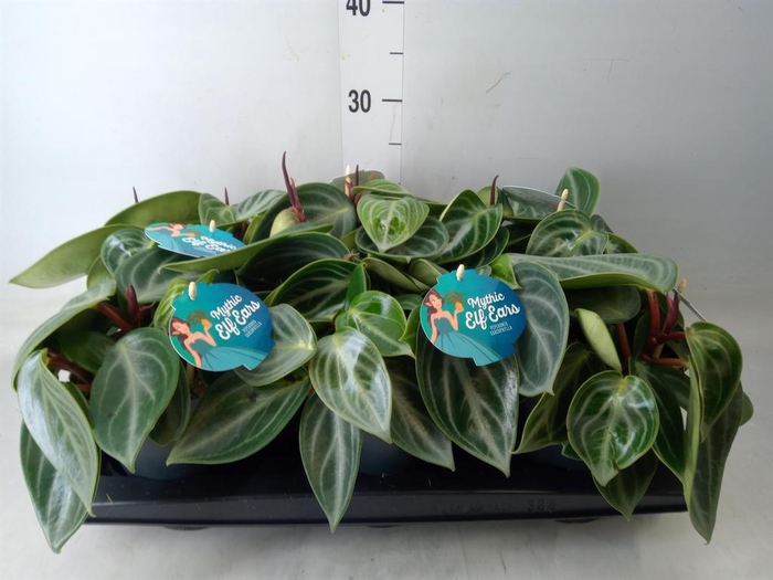 <h4>Peperomia</h4>