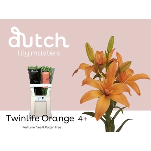 Li La Twinlife Orange 4+ Lily Master