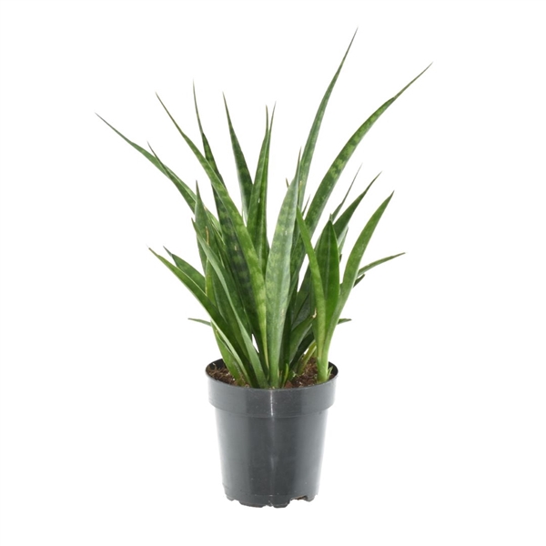 <h4>Sansevieria kirkii 'Friends' P12</h4>