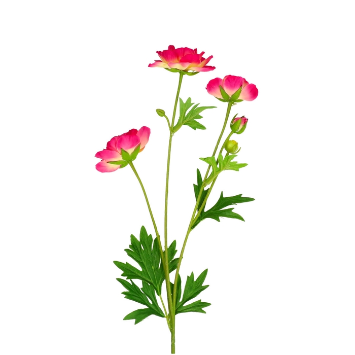 <h4>Ranunculus 60cm x7</h4>