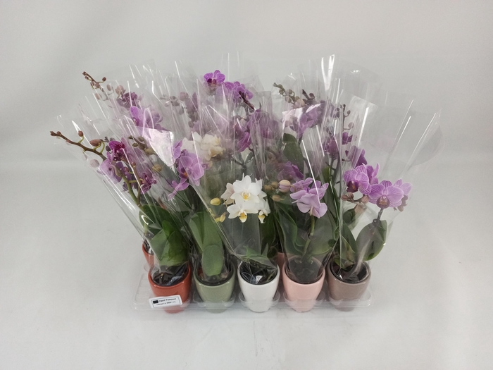 <h4>PHAL MINI</h4>