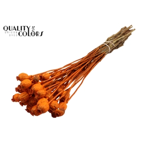 Papaver per bunch Orange