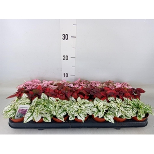 Hypoestes phyllo.   ...mix