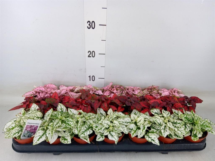 <h4>Hypoestes phyllo.   ...mix</h4>