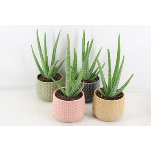 arr3 OV - Ker. Brasil Aloe vera x4