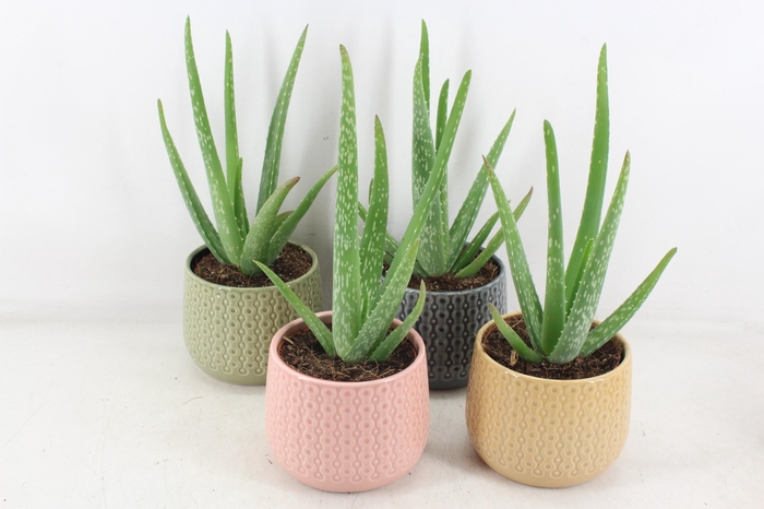 <h4>arr3 OV - Ker. Brasil Aloe vera x4</h4>