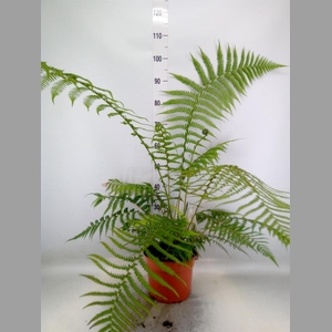 Dicksonia antarctica