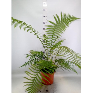 Dicksonia antarctica