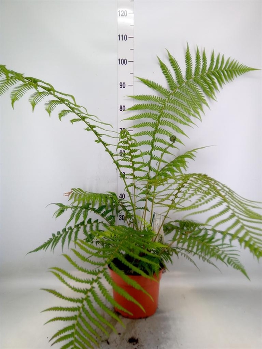 <h4>Dicksonia antarctica</h4>