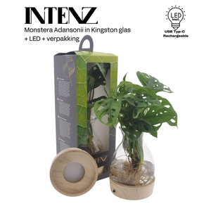 Monstera obliqua Leichtlinii