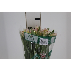ALSTROEMERIA ALICE 080 CM