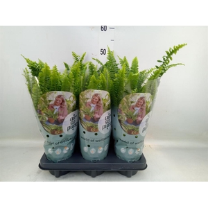 Nephrolepis exal. 'Green Lady'