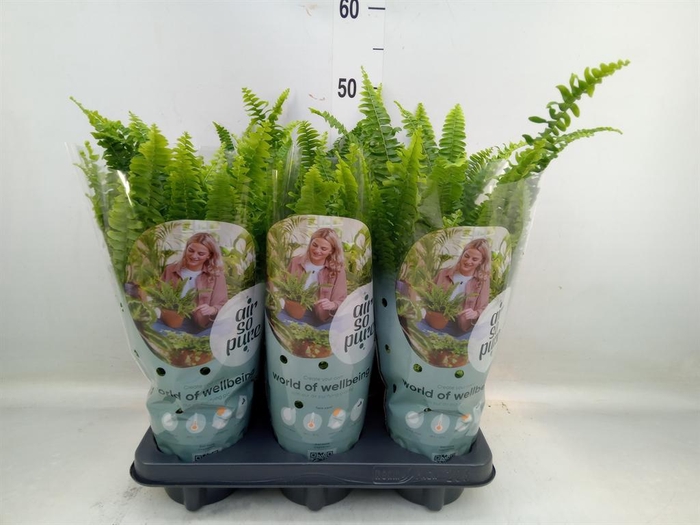 <h4>Nephrolepis exal. 'Green Lady'</h4>