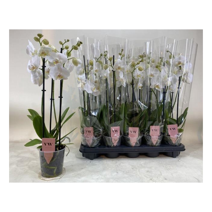 <h4>PHAL AN INVERNESS</h4>