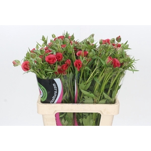 Ranunculus Moderna Allegria