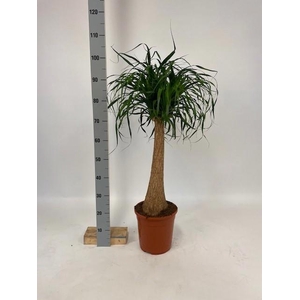 Nolina Recurvata (Beaucarnea) 24Ø 100cm