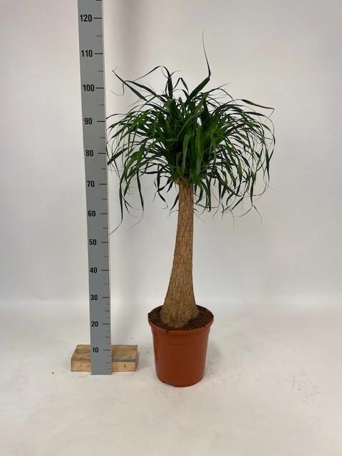 Nolina Recurvata (Beaucarnea) 24Ø 100cm