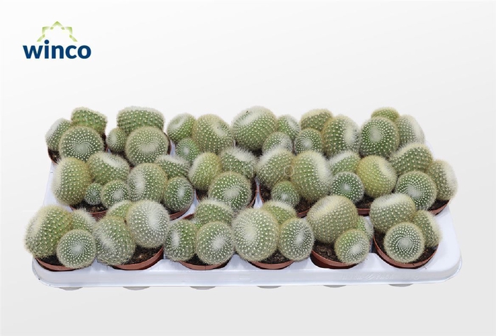 <h4>Notocactus Hasselbergii (group)</h4>