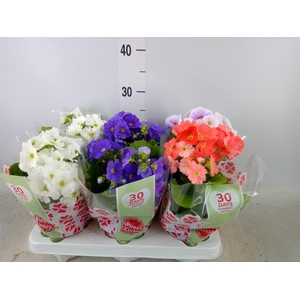 Primula obcon. 'Touch Me'   ...mix