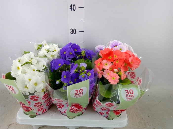 <h4>Primula obcon. 'Touch Me'   ...mix</h4>