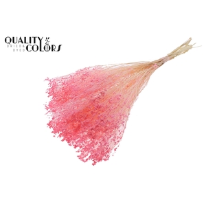 Broom Bloom p/bunch in poly Bleached Pink
