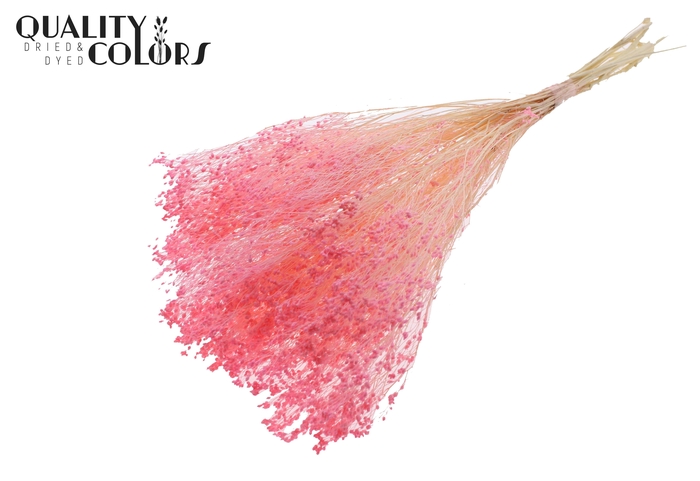 <h4>Broom Bloom p/bunch in poly Bleached Pink</h4>