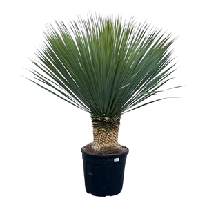 Yucca Rostrata - 140cm