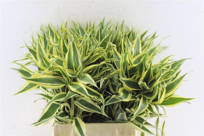 <h4>Sandriana White</h4>