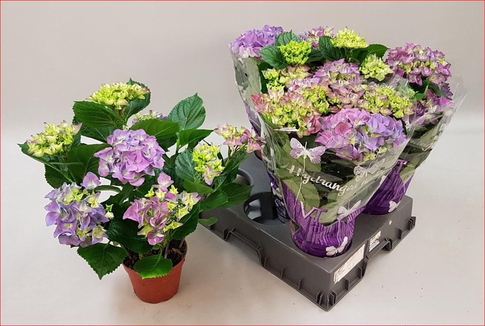 <h4>HYDR M EARLY BLUE</h4>