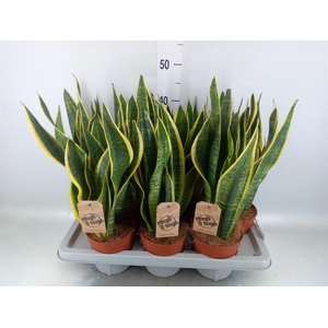 Sansevieria trifa. 'Futura Superba'