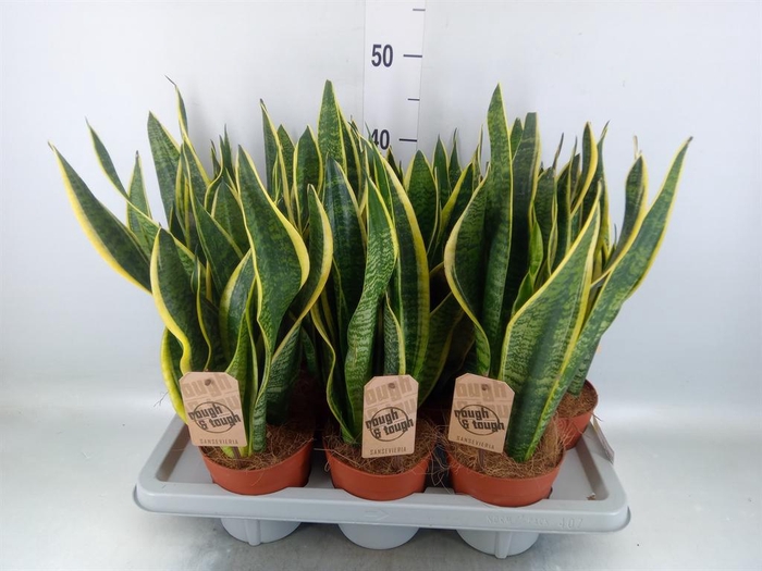 <h4>Sansevieria trifa. 'Futura Superba'</h4>