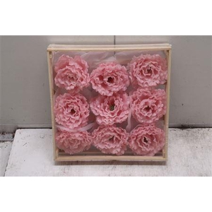 Wax Pioen Gr Rosa