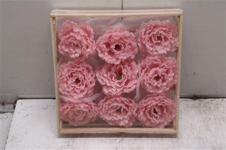 <h4>Wax Pioen Gr Rosa</h4>