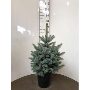PICEA PU SUPER BLUE