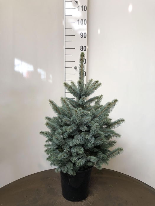 <h4>Picea Pu Super Blue</h4>