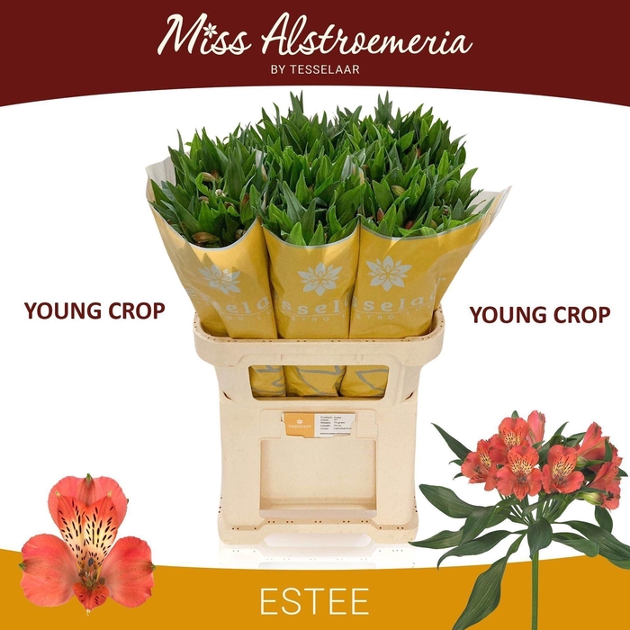 <h4>ALSTR ESTEE ALSTR ESTEE</h4>