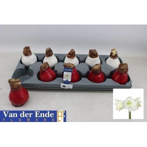 Bloembol Hippeastrum