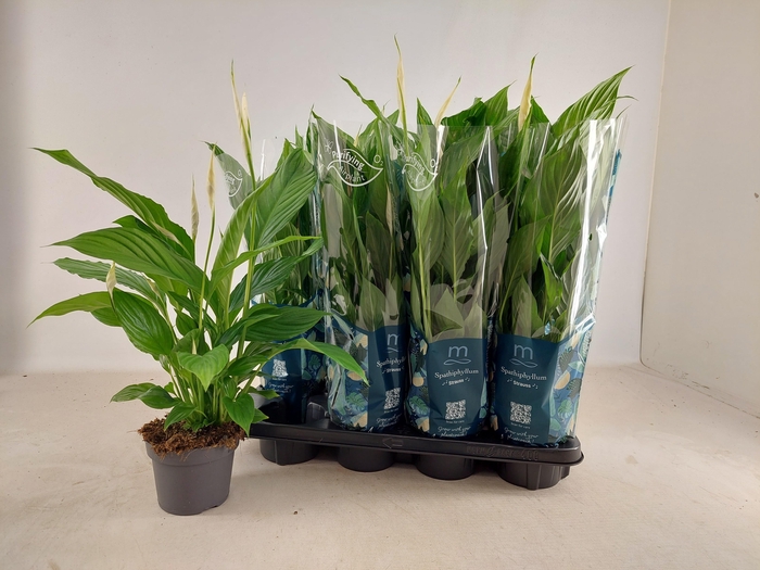 <h4>SPATH STRAUSS</h4>