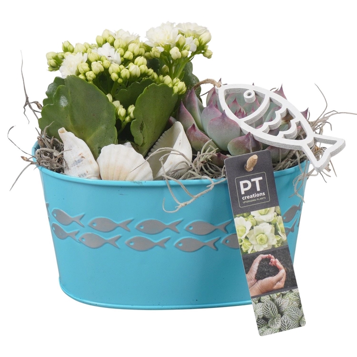 <h4>Arr.   Planten L%</h4>