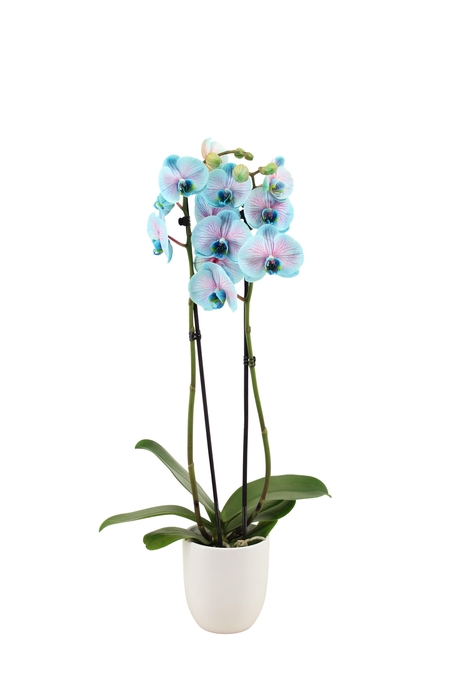 <h4>Hugo White Phal I Am Bubblegum 2T14+</h4>