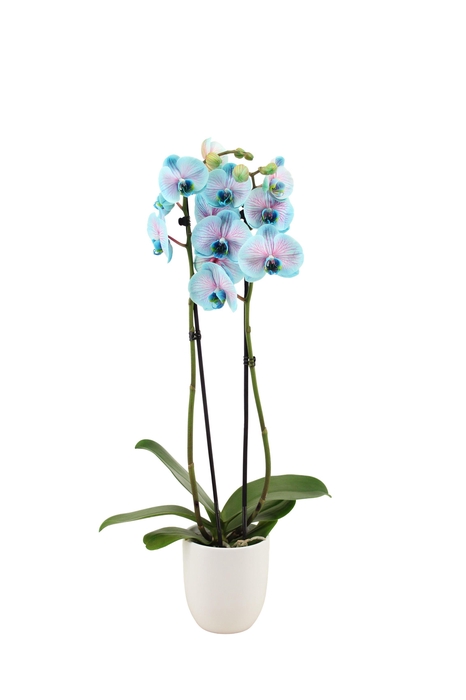 <h4>Hugo White Phal I Am Bubblegum 2T14+</h4>