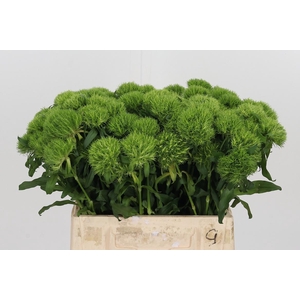 Dianthus Barbatus Kiwi Mellow