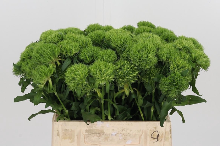 <h4>Dianthus Barbatus Kiwi Mellow</h4>