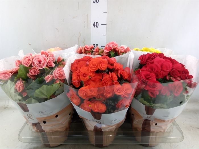 <h4>Begonia elat. DU   ...mix</h4>