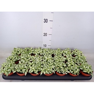 Fittonia  'Mosaic White Forest Fla'