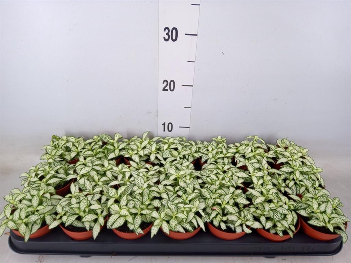<h4>Fittonia  'Mosaic White Forest Fla'</h4>